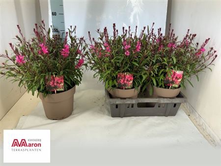 <h4>Gaura lindheimeri Belleza Compact Pink</h4>