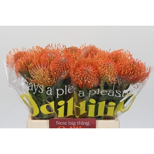 Nutans Ayoba Mandarin Zest