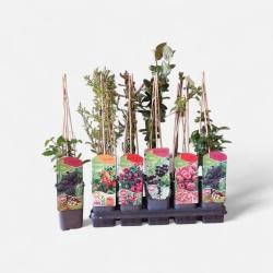 <h4>FRUITGOED OV</h4>