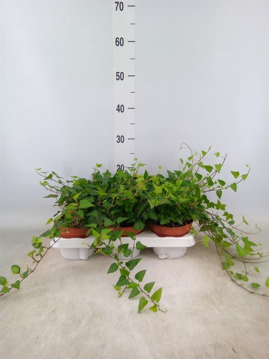 <h4>Hedera helix 'Anna'</h4>