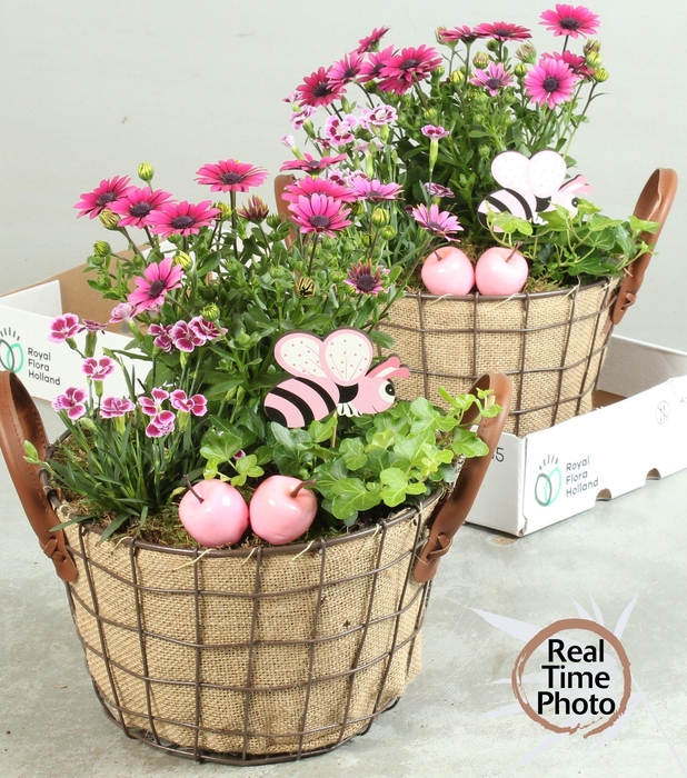 <h4>ARR TUINPLANTEN</h4>