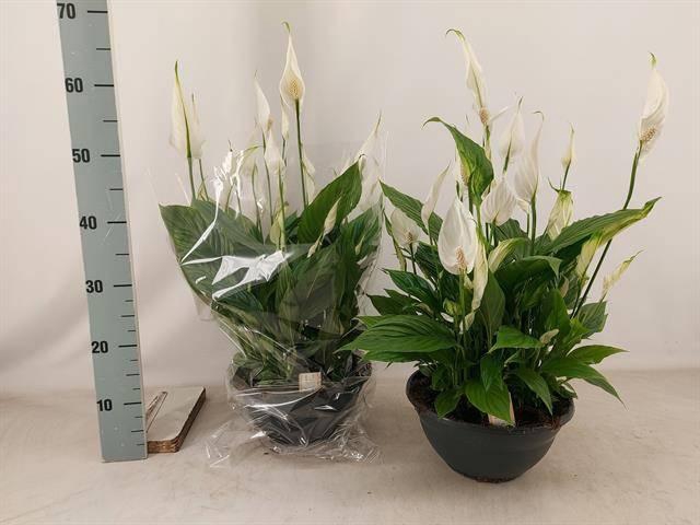 <h4>SPATH CHOPIN</h4>