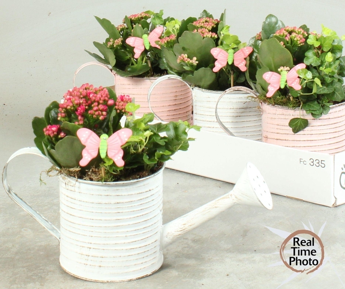 <h4>ARR KAMERPL</h4>