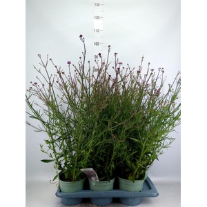 Verbena bonariensis