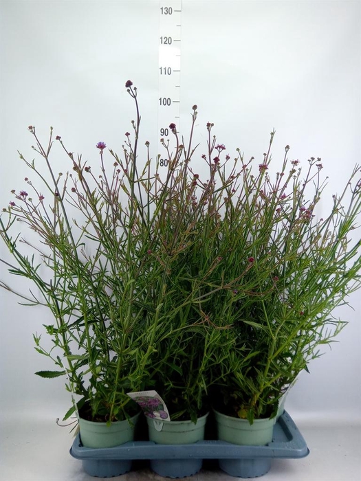 <h4>Verbena bonariensis</h4>