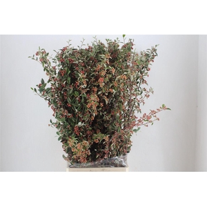 Cotoniaster Berry Sup P Bunch
