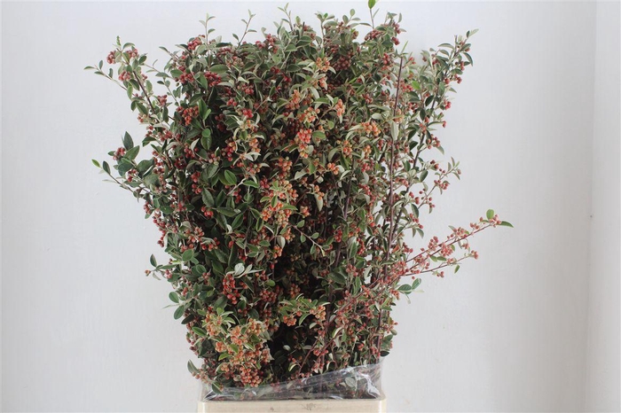 <h4>Cotoniaster Berry Sup P Bunch</h4>