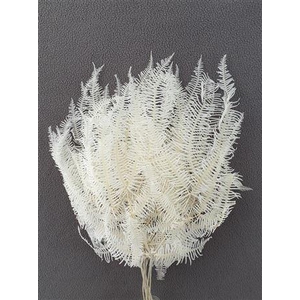 Dec Koraalvaren Gebleekt