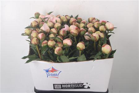 <h4>Paeo L Pecher Ex</h4>