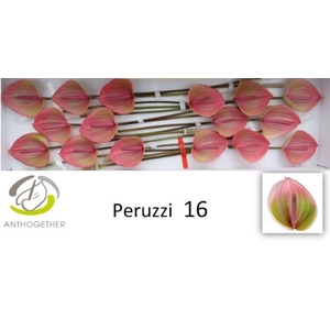 Anthurium Peruzzi