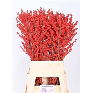 ILEX VE RODE BES SUPER!!