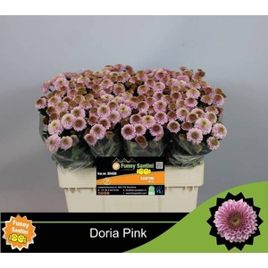 CHR S AAA DORIA PINK