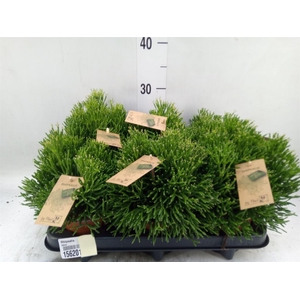 Rhipsalis   ...