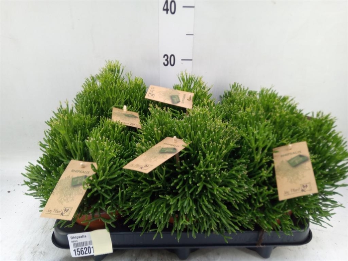 <h4>Rhipsalis   ...</h4>