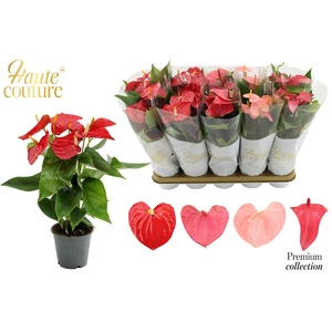 Anthurium 12 cm 4 color Love mix in Haute Couture sleeve