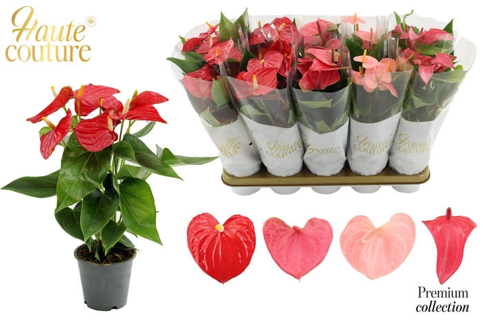 <h4>Anthurium 12 cm 4 color Love mix in Haute Couture sleeve</h4>