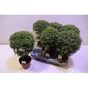 arr8 Myrtus Com