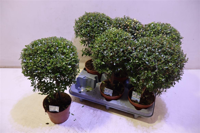 <h4>arr8 Myrtus Com</h4>