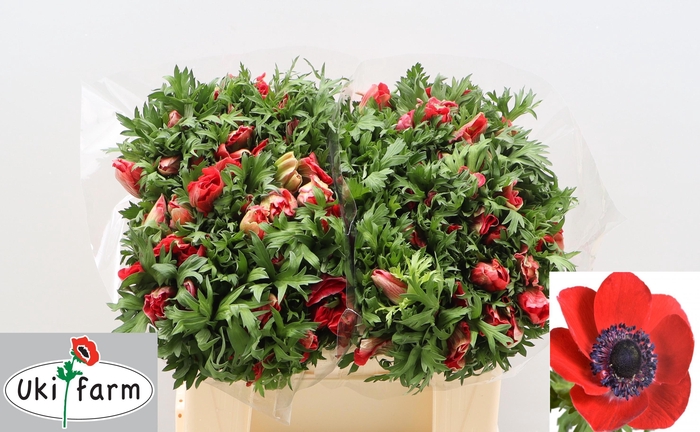 <h4>ANEM CO GALIL ROOD</h4>