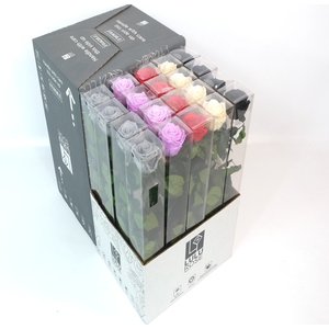 Rosa Preserved Stem 50cm Shadow mix