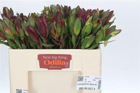 <h4>Leucad Senorita</h4>