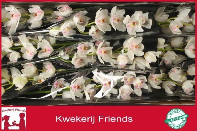 <h4>CYMB T DOS PUEBLOS</h4>