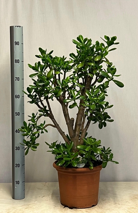 CRASS OVATA
