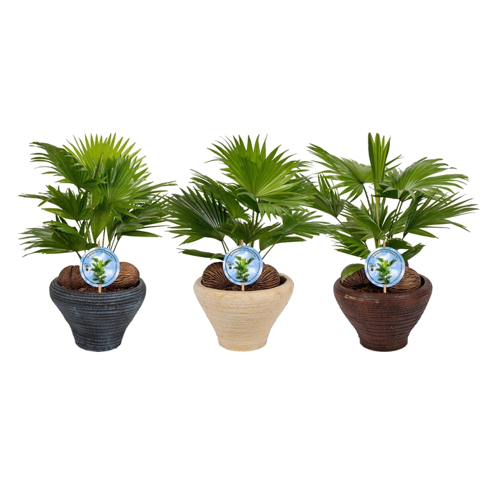 <h4>Livistona nr 6 hoedje mix schalen Aspd</h4>