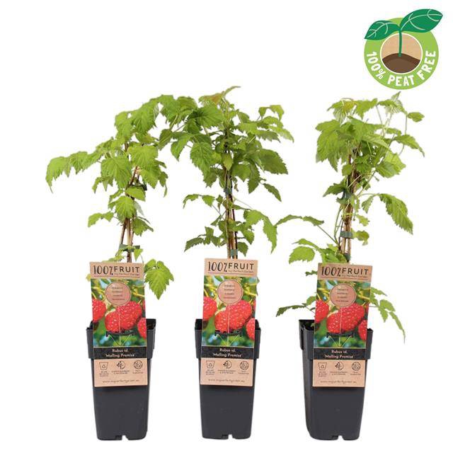 <h4>Rubus id. Malling Promise</h4>