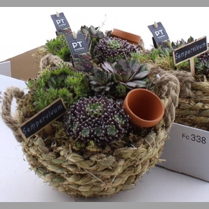ARR SEMPERVIVUM