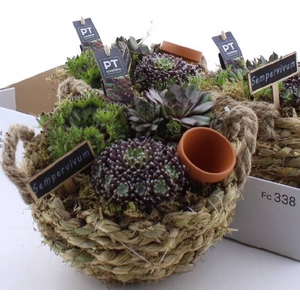 ARR SEMPERVIVUM