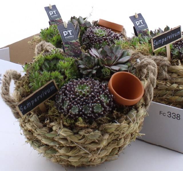 <h4>ARR SEMPERVIVUM</h4>
