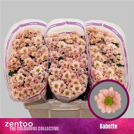 <h4>Chr S Babette</h4>