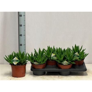 Aloe Perfoliata