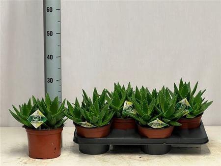 <h4>Aloe Perfoliata</h4>