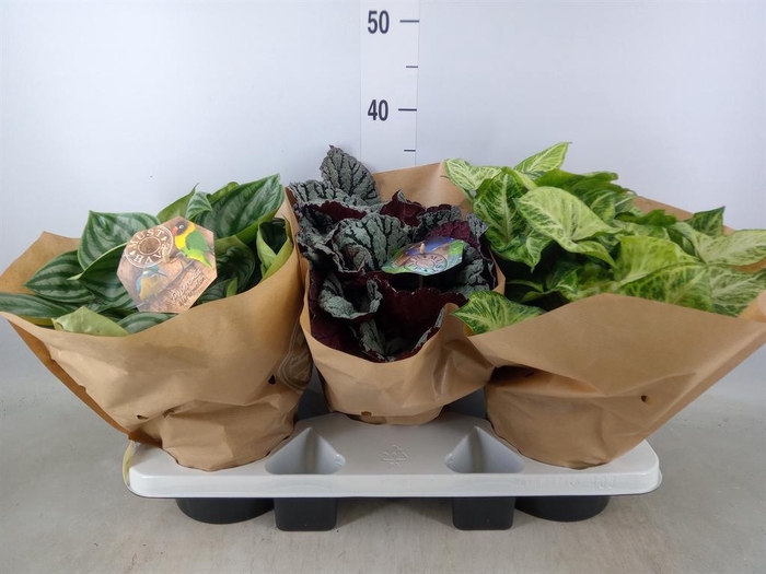 <h4>Planten Groen ...mix 3</h4>