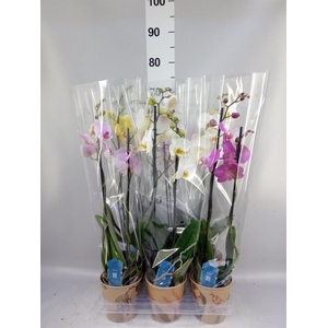 Phalaenopsis   ...mix  5