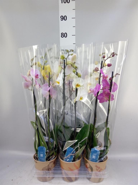 <h4>Phalaenopsis   ...mix  5</h4>