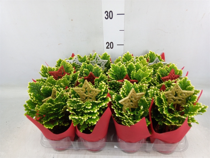 <h4>Selaginella martensii 'Jori'</h4>