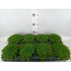 Soleirolia soleirolii   ...green