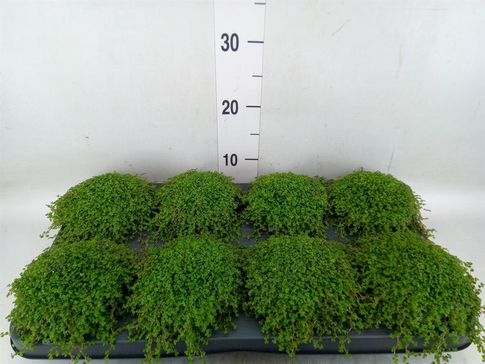 <h4>Soleirolia soleirolii   ...green</h4>