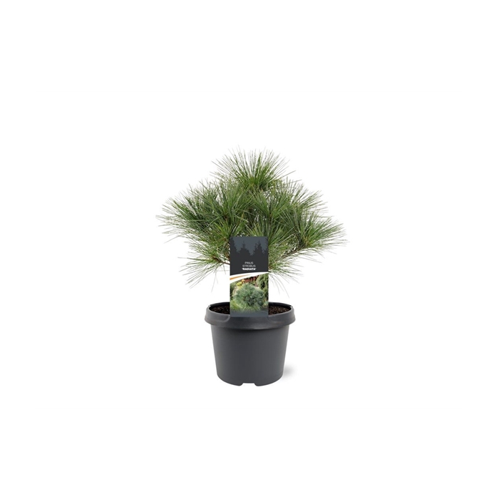 <h4>Pinus strobus 'Radiata'</h4>