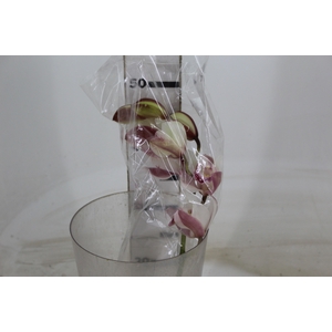 CYMBIDIUM HT MIN 5 FLS ROSA CLARO