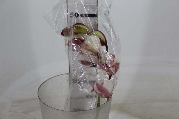 <h4>CYMBIDIUM HT MIN 5 FLS ROSA CLARO</h4>