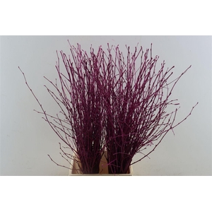 Berk 70cm Cerise Bunch