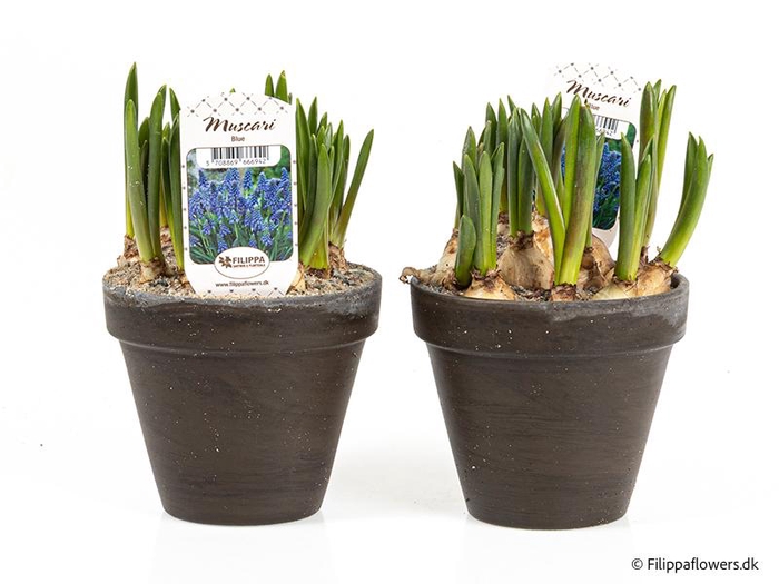 <h4>MUSCARI ARMENIACUM</h4>