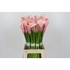 Zantedeschia Eydolls Pink