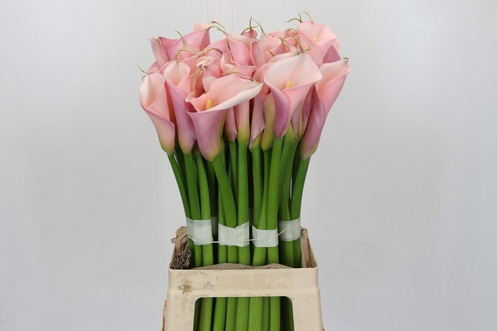 Zantedeschia Eydolls Pink