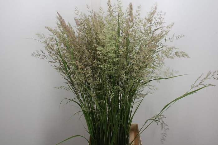 <h4>Deschampsia Brons</h4>