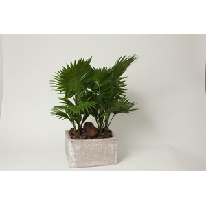 Livistona rotundifolia